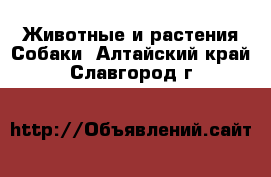 Животные и растения Собаки. Алтайский край,Славгород г.